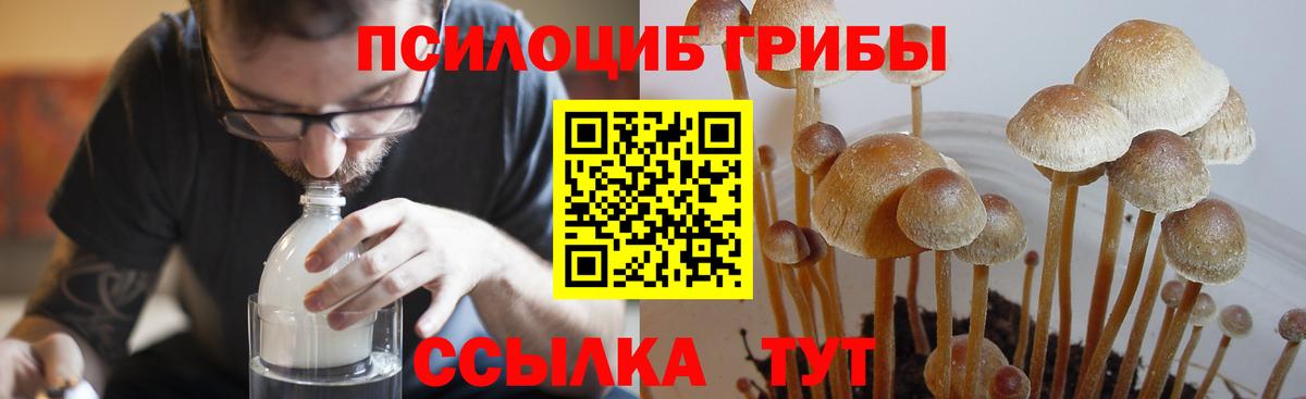 Галлюциногенные грибы Psilocybe  Вход с VPN  как найти   Мелеуз 